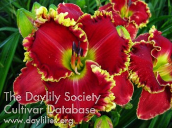 Daylily Home of the Free